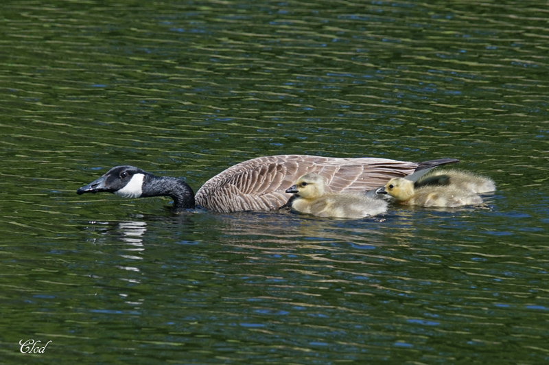 Bernache du Canada et petits - Canada Goose and youngs