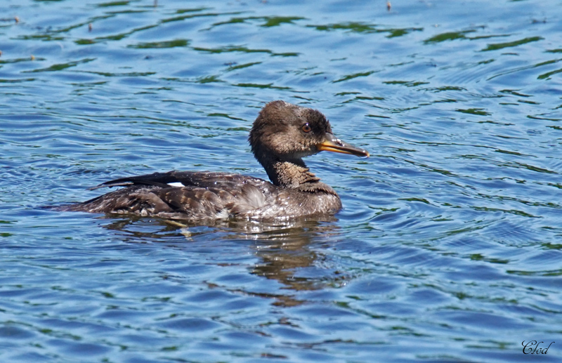 Harle couronn - Hooded Merganser