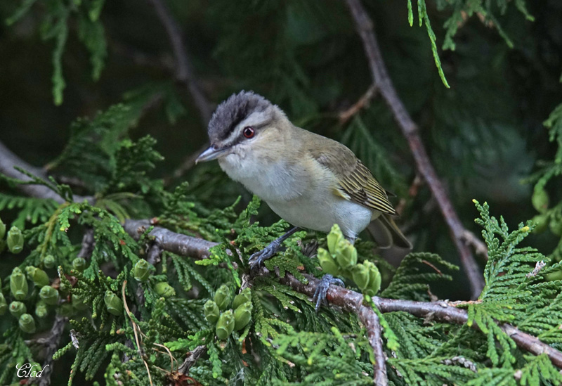 Viro aux yeux rouges - Red-eyed vireo