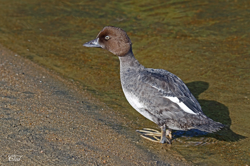 Garrot  oeil dor - Common Goldeneye