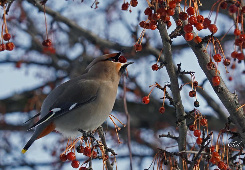 Jaseur boral - Bohemian waxwing