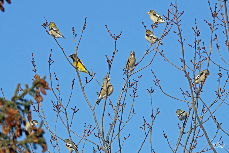 Gros-bec errant - Evening grosbeak