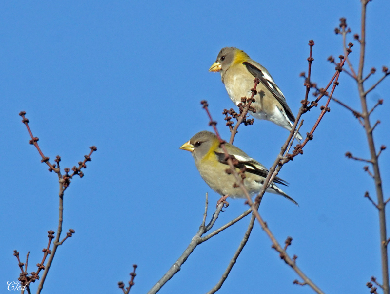 Gros-bec errant - Evening Grosbeak