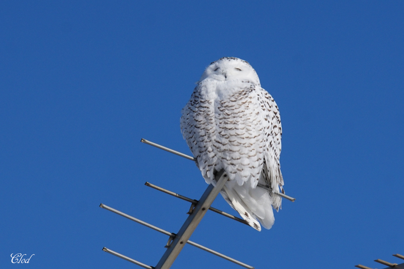 Harfang des neiges - Snowy owl