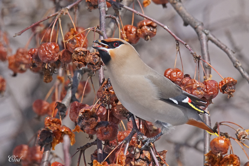 Jaseur boral - Bohemian waxwing