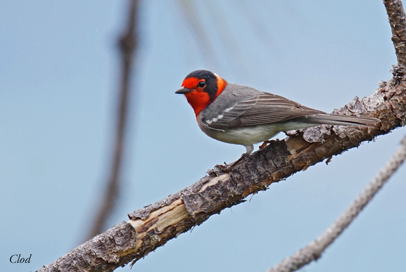 Paruline  face rouge - Red-faced warbler