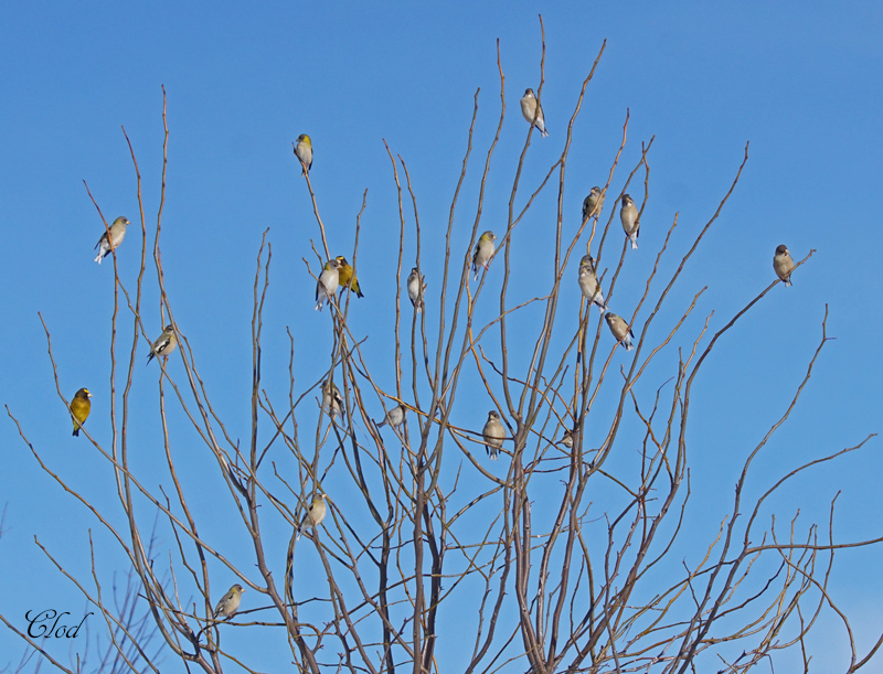 Gros-bec errant - Evening grosbeak