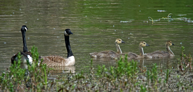 Bernaches du Canada - Canada geese