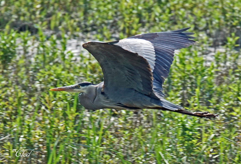 Grand hron - Great blue heron