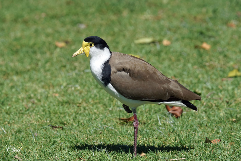 Vanneau soldat - Masked lapwing