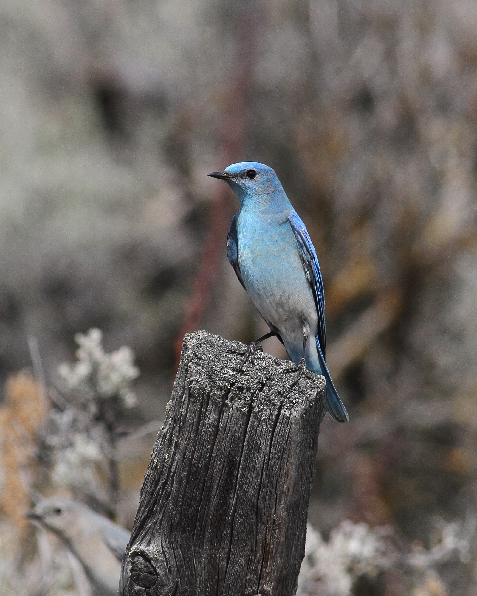 Mountain Bluebird