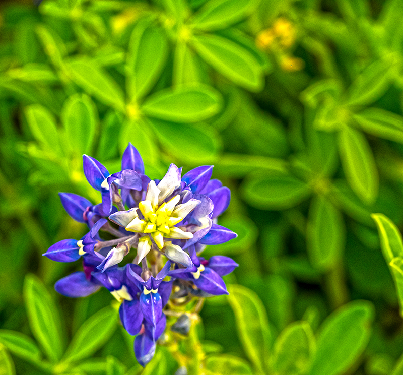 The ubiquitous Texas Bluebonnet (4/4)