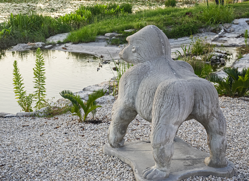 Gorilla overlooking the frog pond. (6/15)