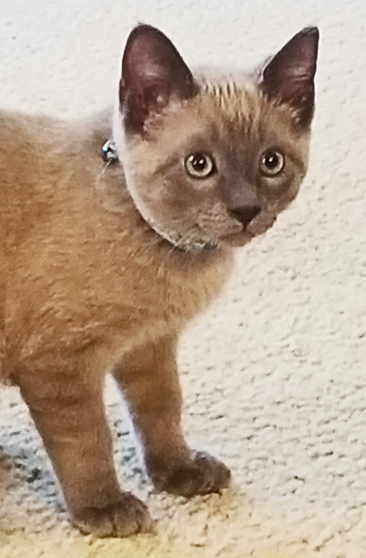 This is George. The latest addition to our family.