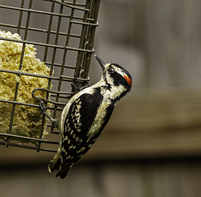 This Downy woodpecker stopped by today (05/10/2023) 
