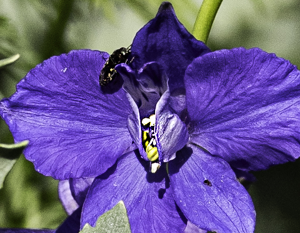 Purple with bee