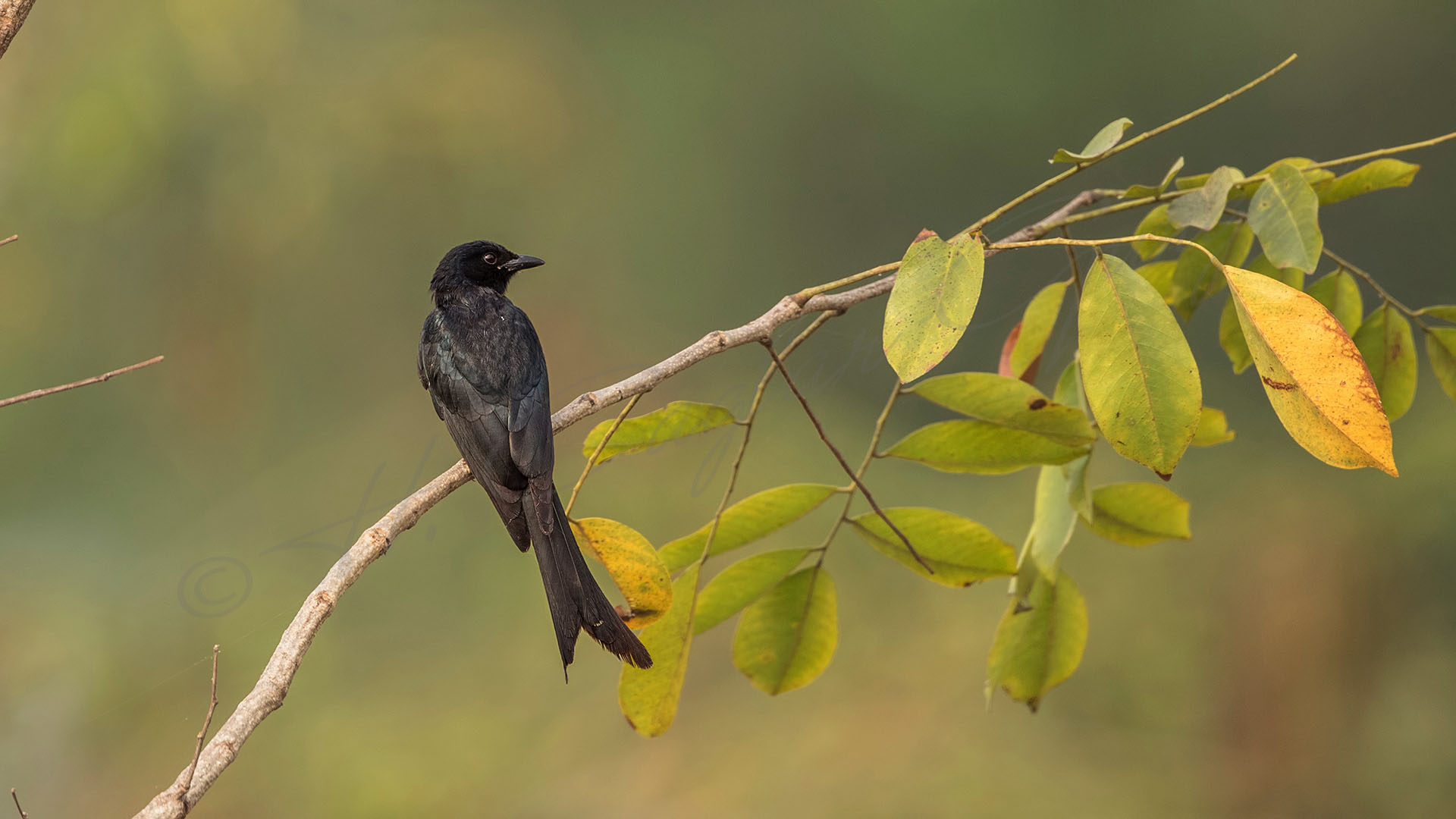 Black drongo - Dicrurus macrocercus