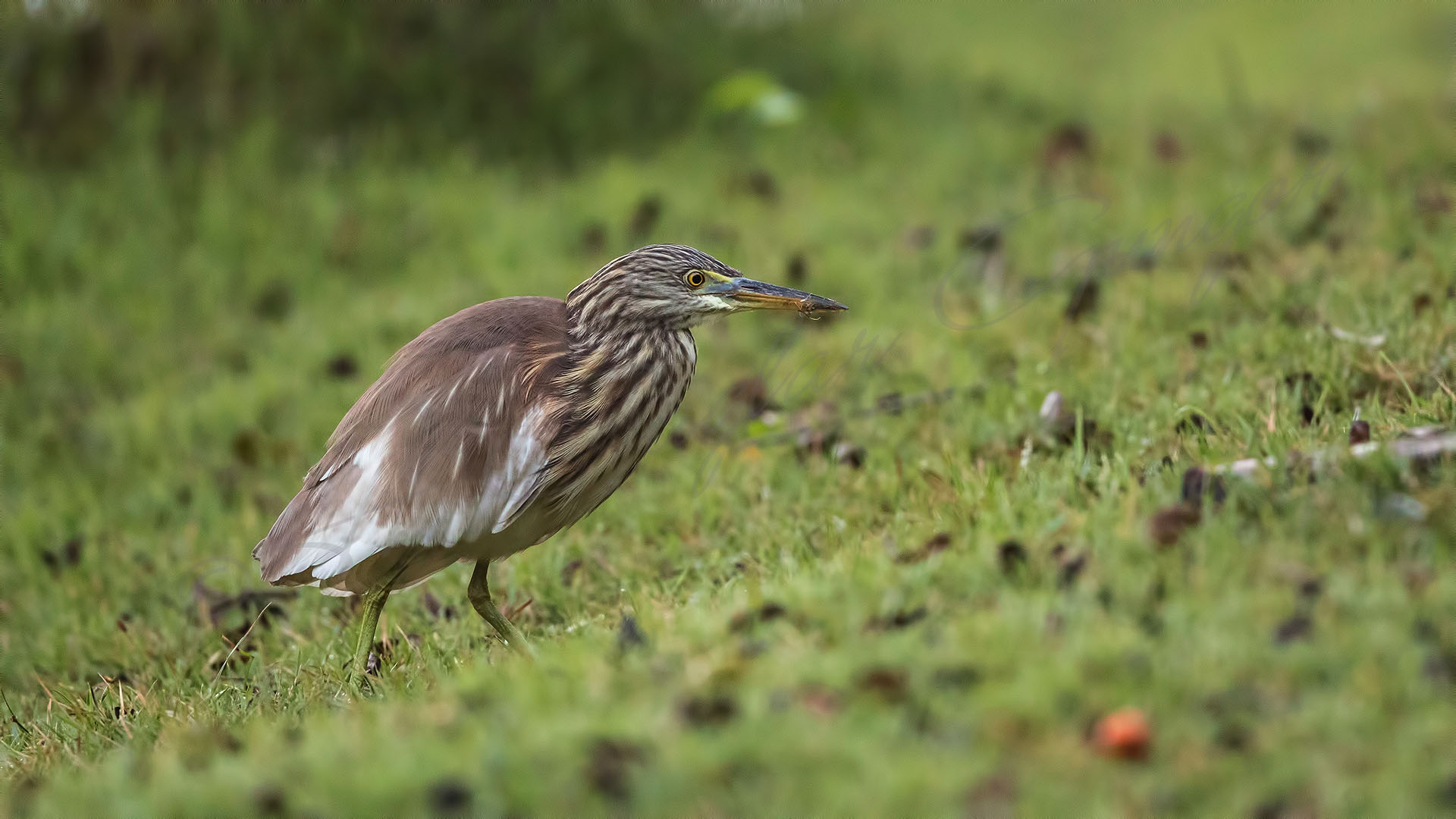 Chinese pond heron - Ardeola bacchus