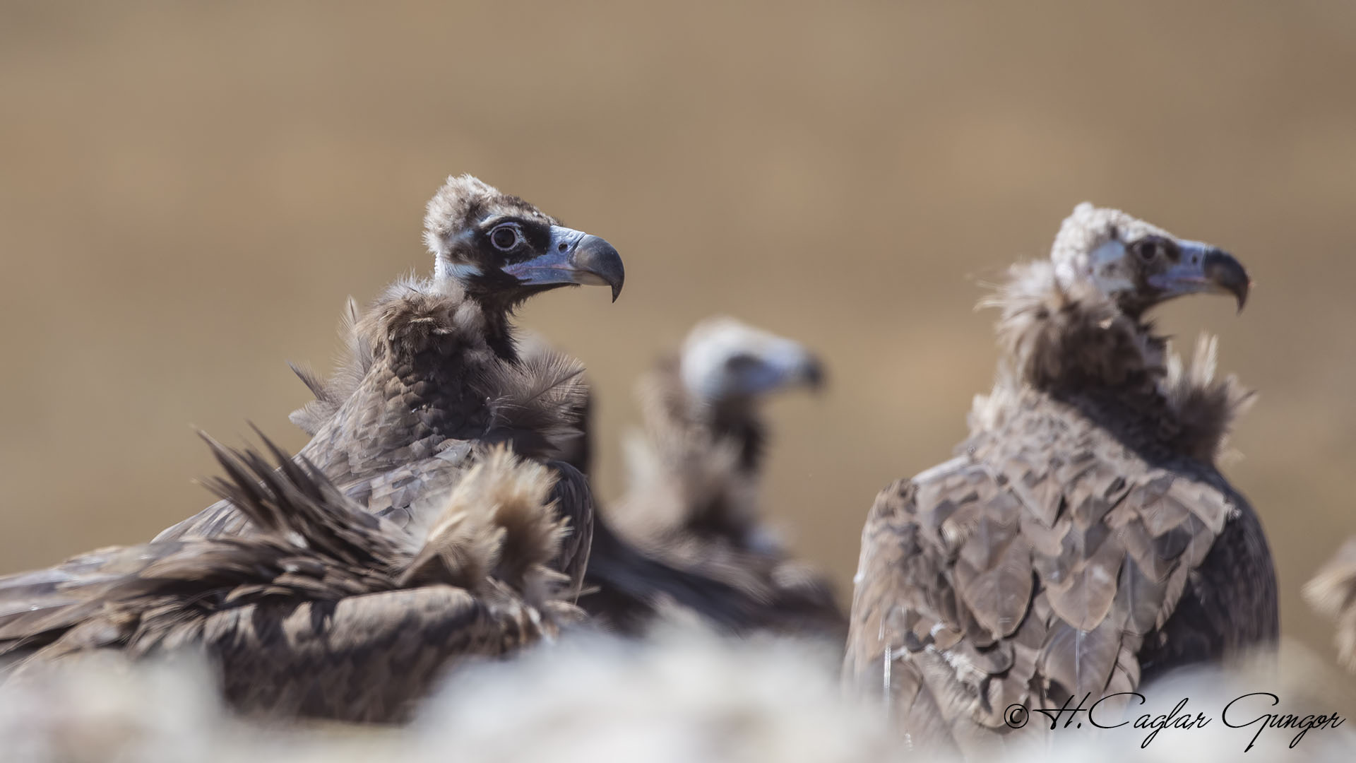 Cinereous Vulture - Aegypius monachus - Kara akbaba