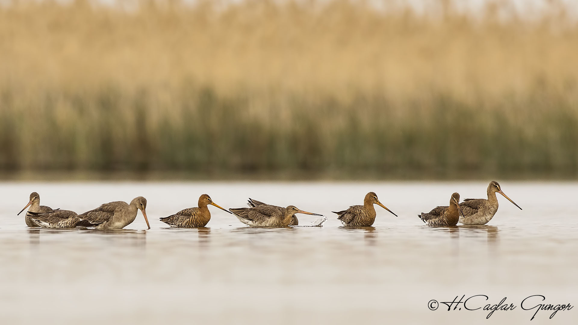 Black-tailed Godwit - Limosa limosa - Çamurçulluğu