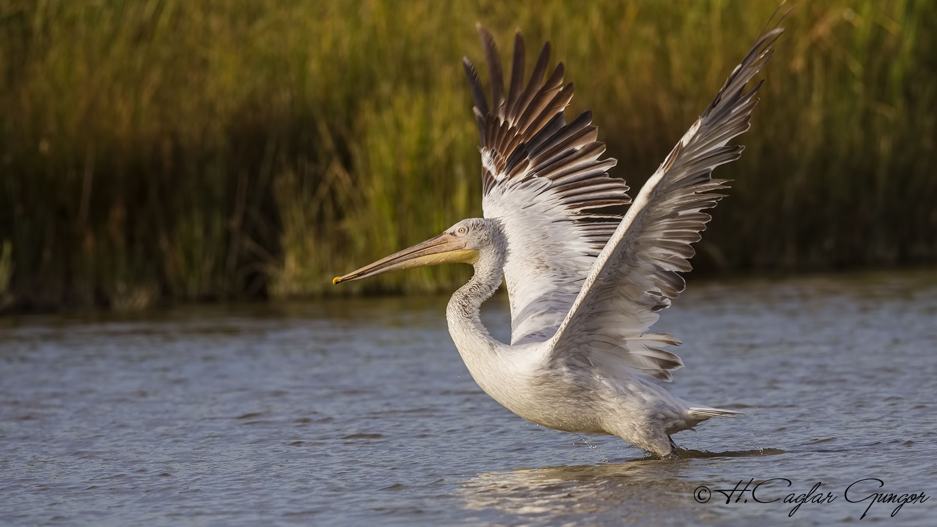 Dalmatian Pelican - Pelecanus crispus - Tepeli pelikan