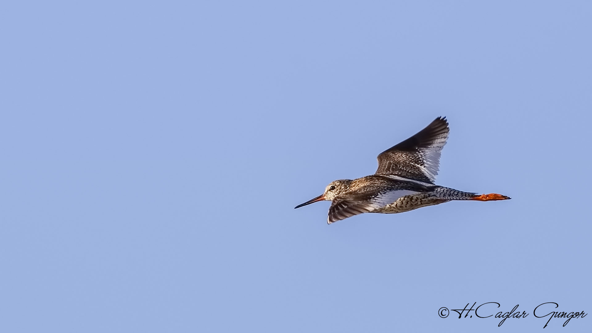 Common Redshank - Tringa totanus - Kızılbacak