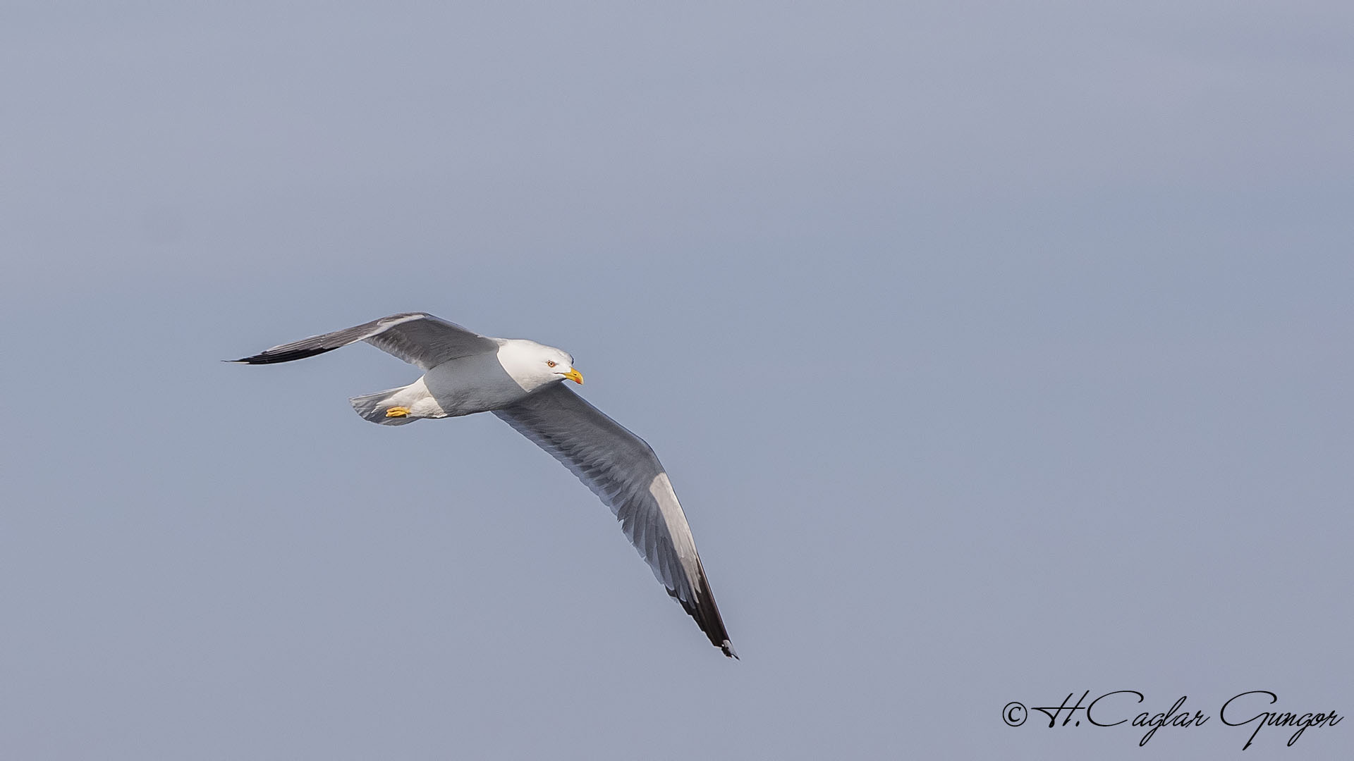 Yellow-legged Gull - Larus michahellis - Gümüş martı