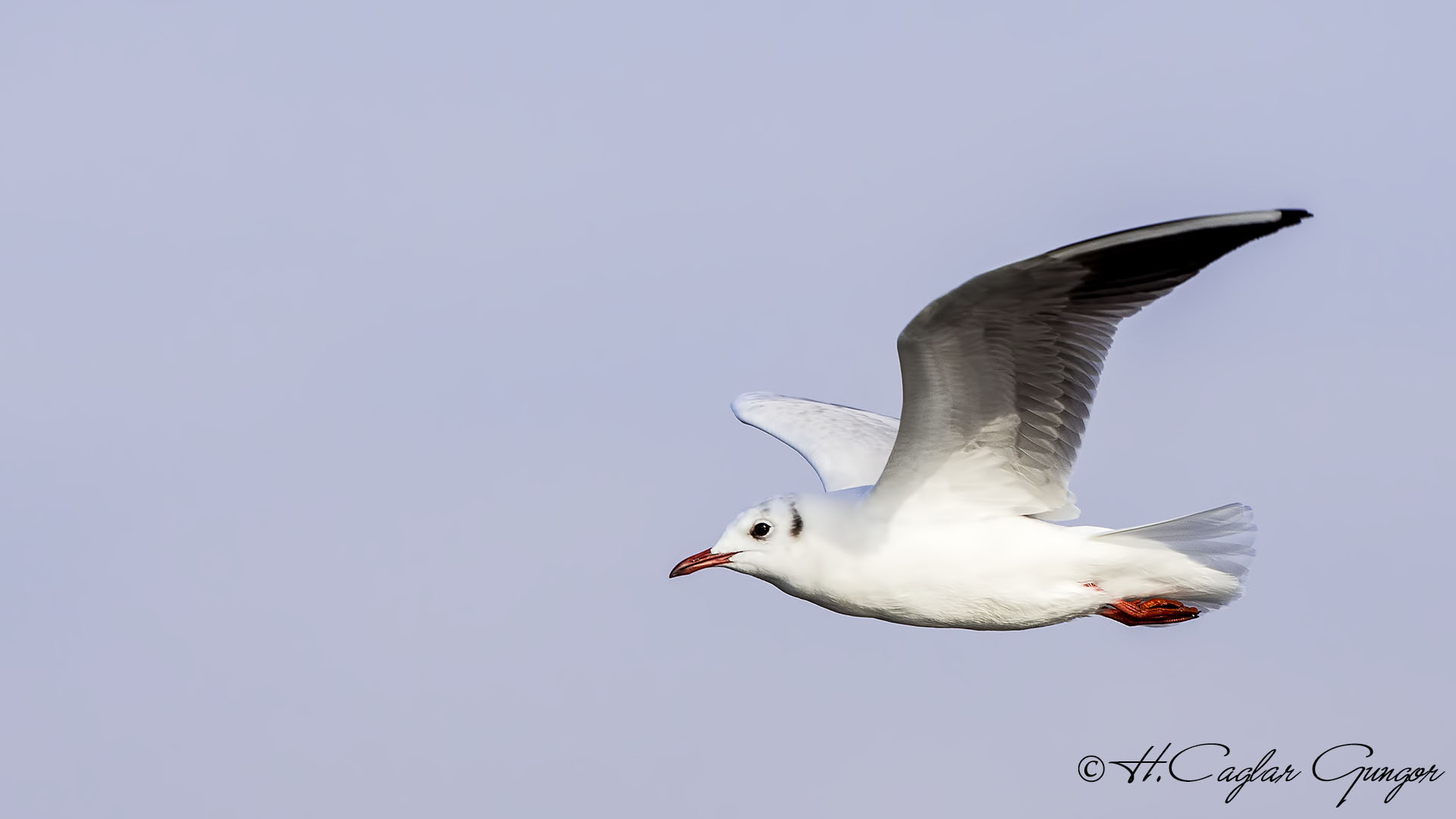 Black-headed Gull - Larus ridibundus - Karabaş martı