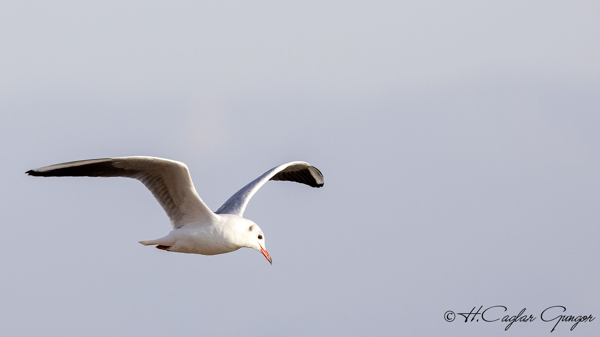 Black-headed Gull - Larus ridibundus - Karabaş martı