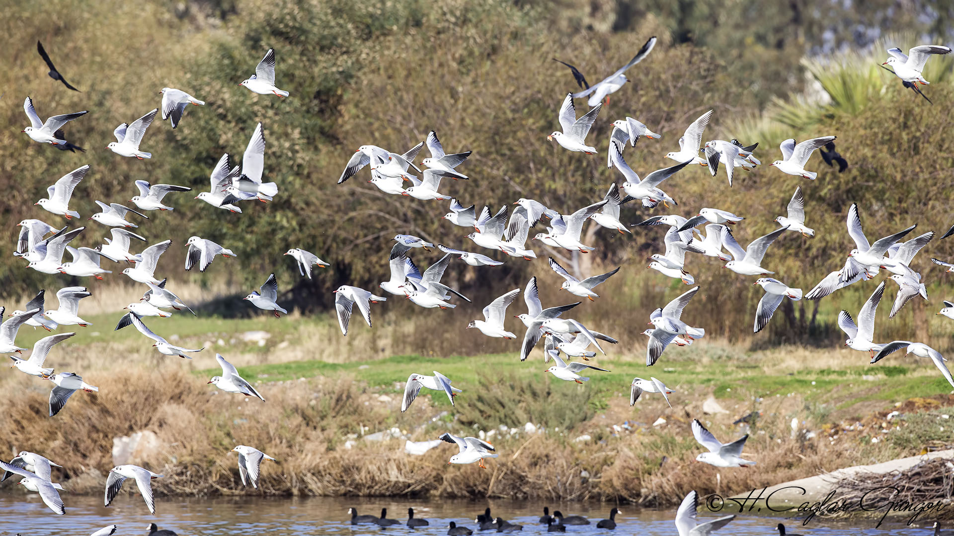 Black-headed Gull - Larus ridibundus - Karabaş martı