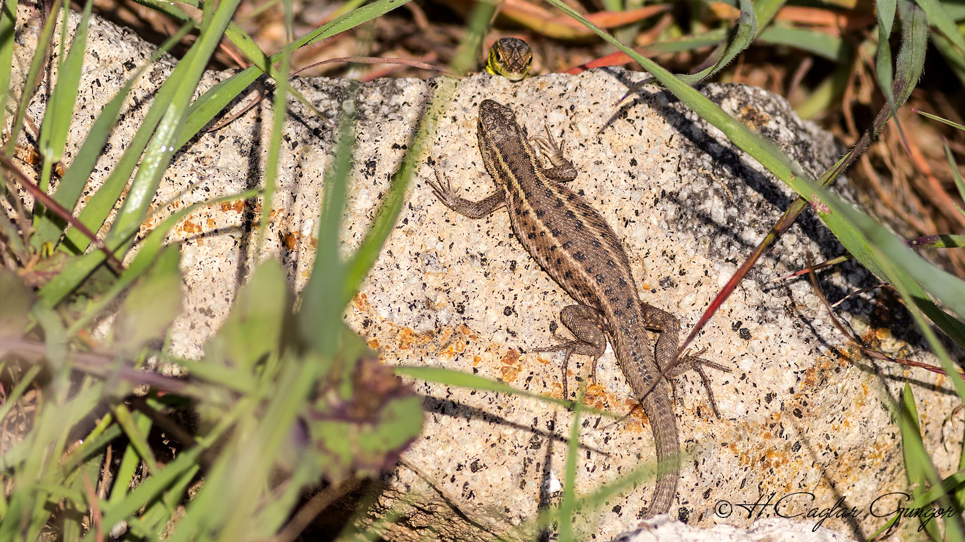 Snake-eyed Lizard - Ophisops elegans - Tarla kertenkelesi