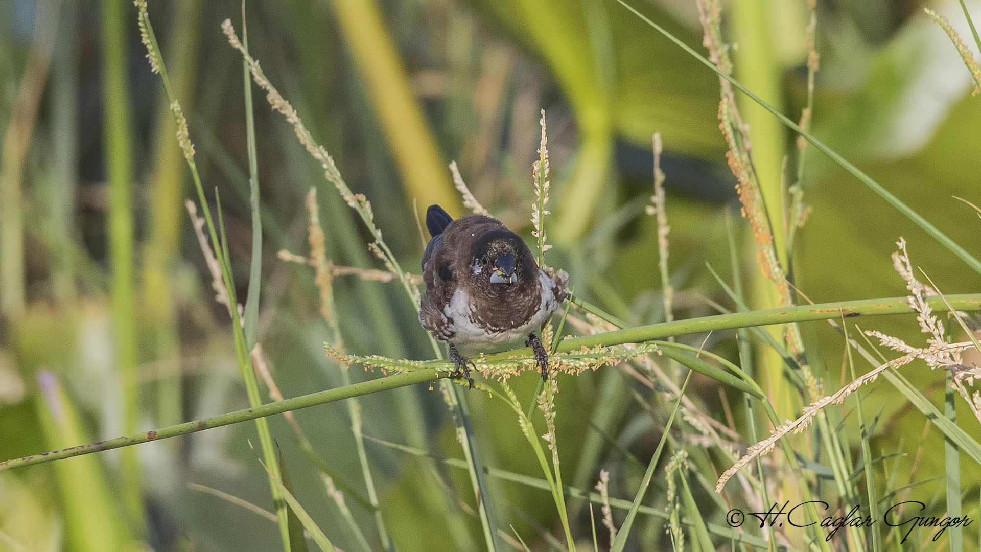 Bronze Mannikin - Lonchura cucullata