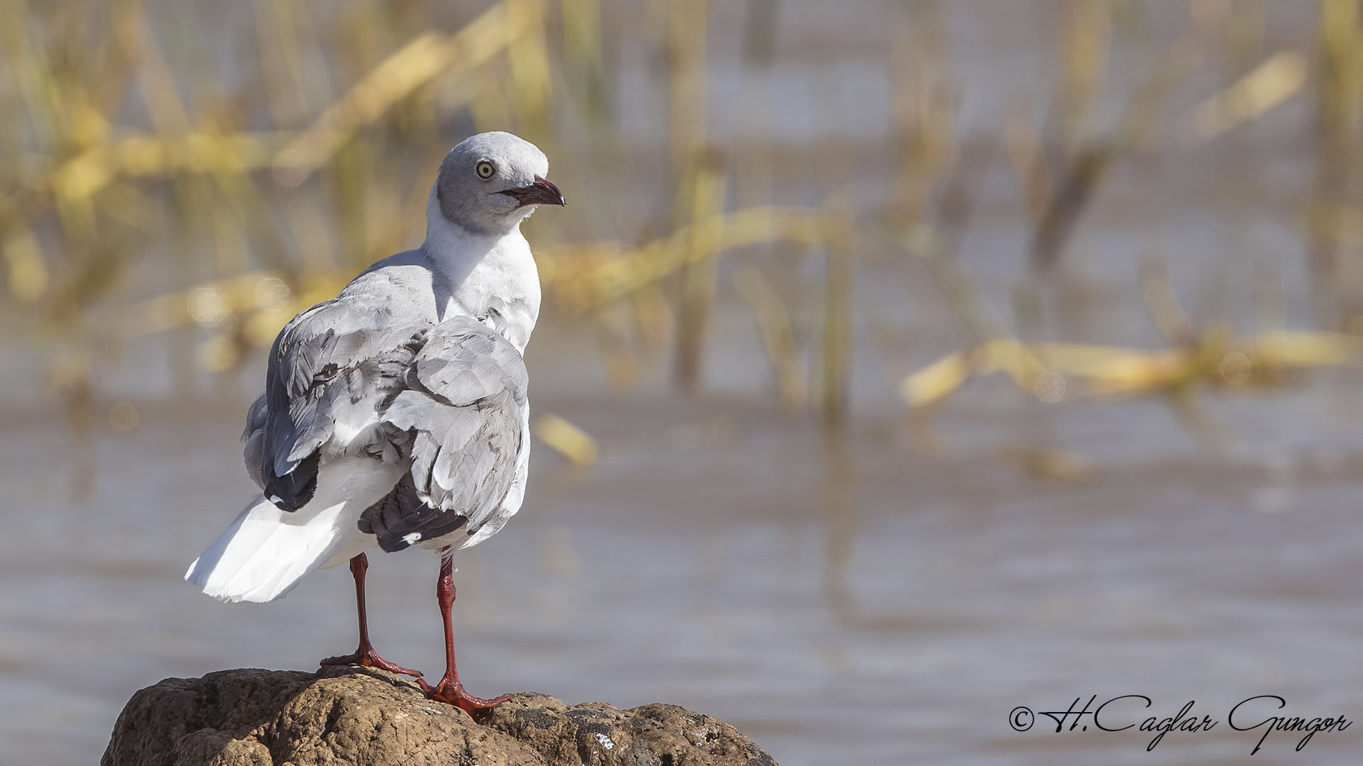 Grey-headed Gull - Chroicocephalus cirrocephalus - Gri başlı martı