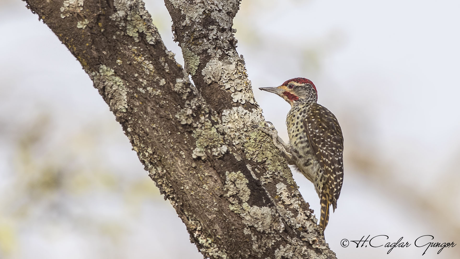 Nubian Woodpecker - Campethera nubica