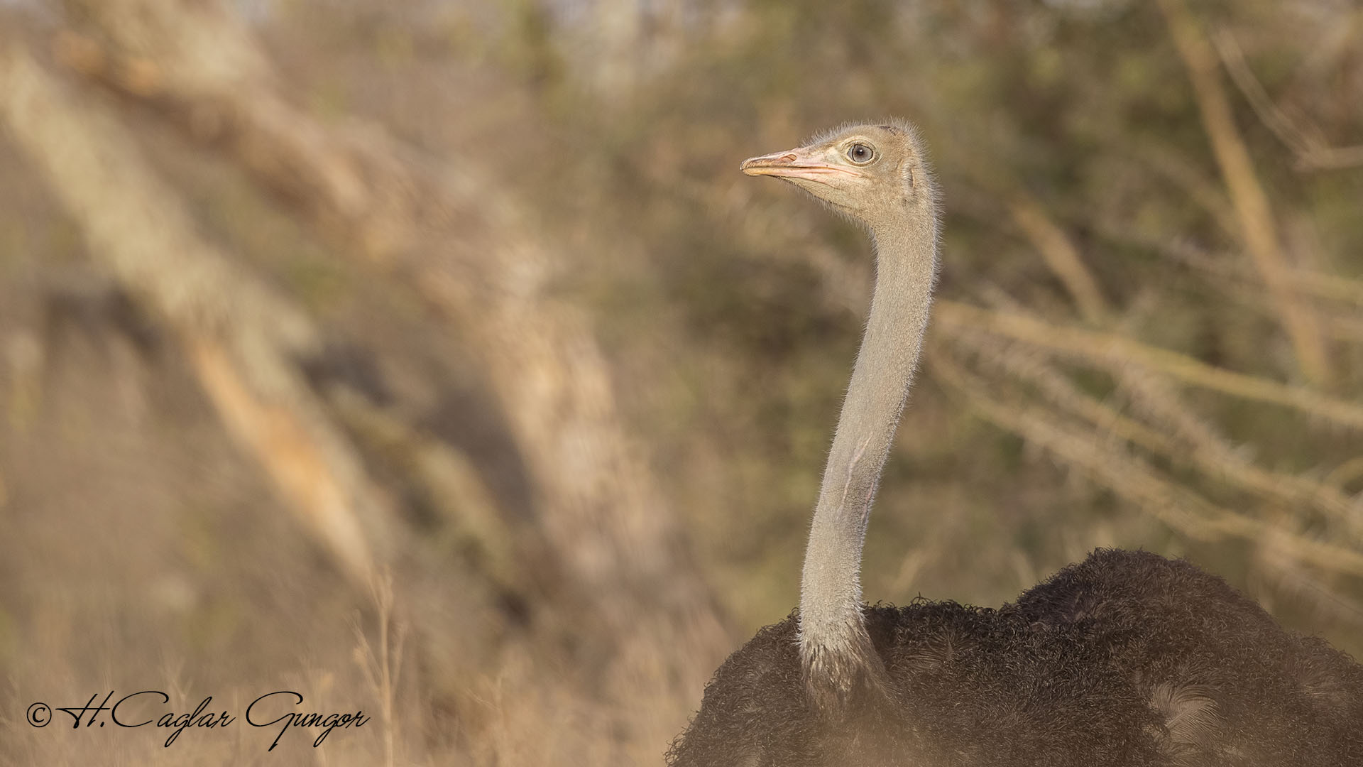 Somali Ostrich - Struthio molybdophanes - Somali devekuşu