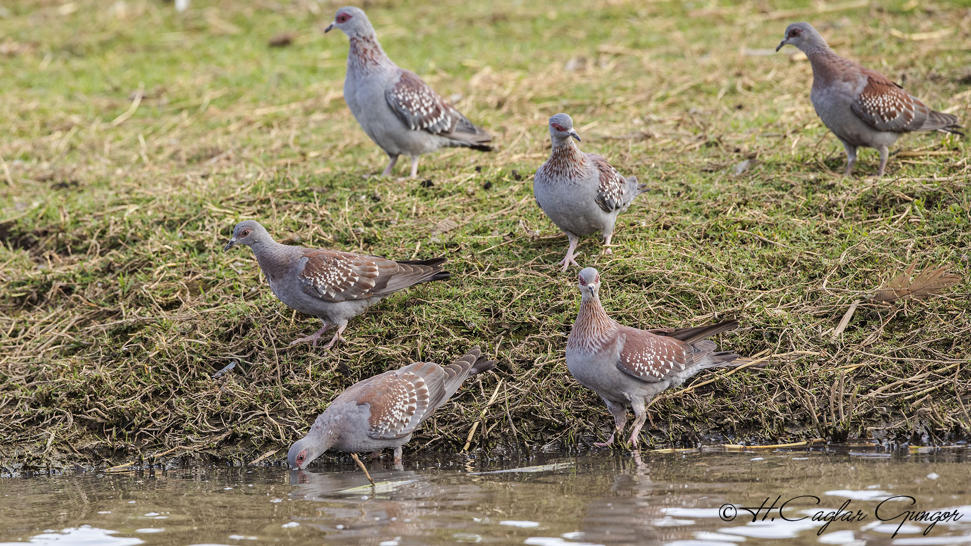 Speckled Pigeon - Columba guinea - Çilli güvercin