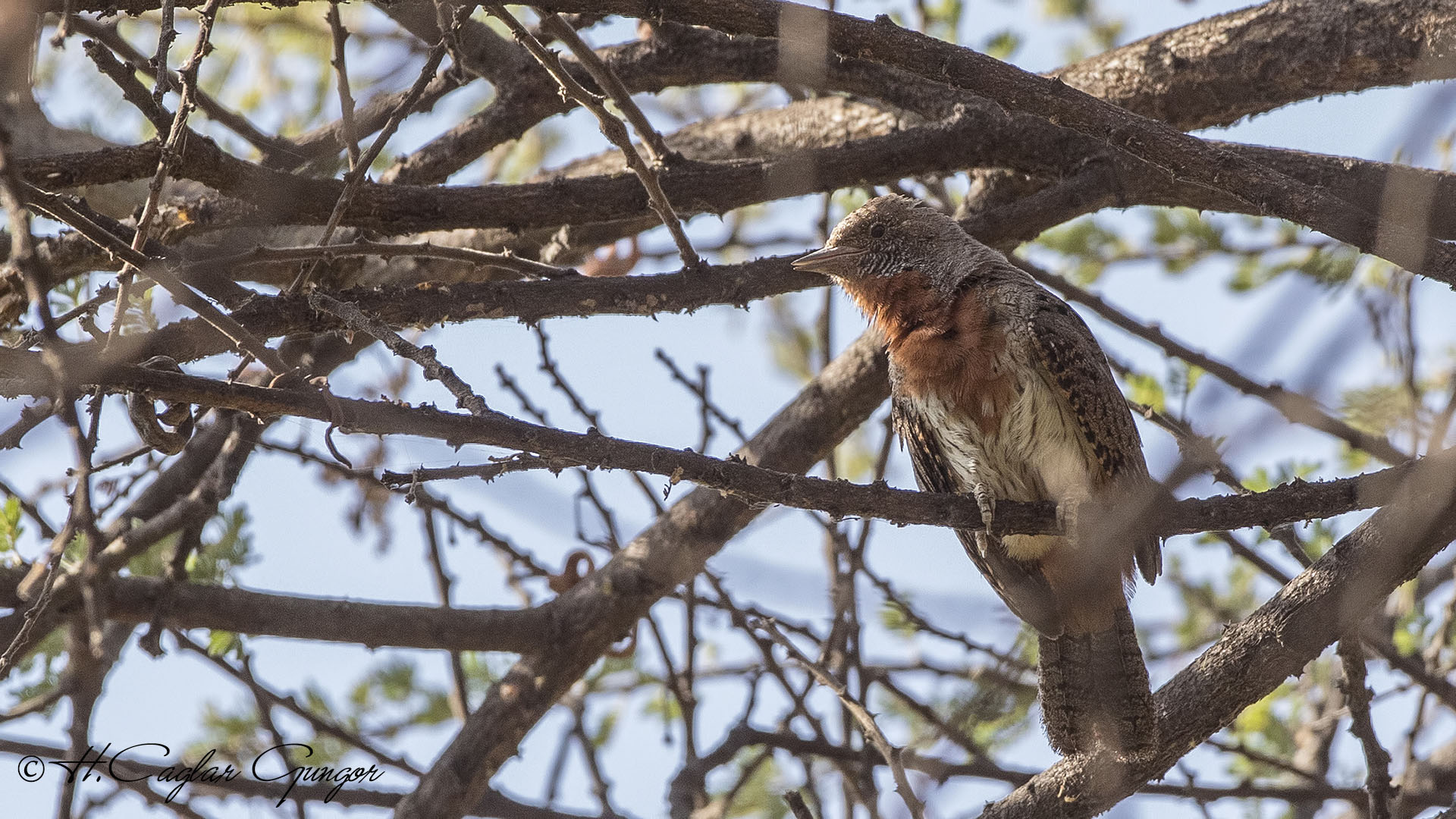 Red-throated Wryneck - Jynx ruficollis