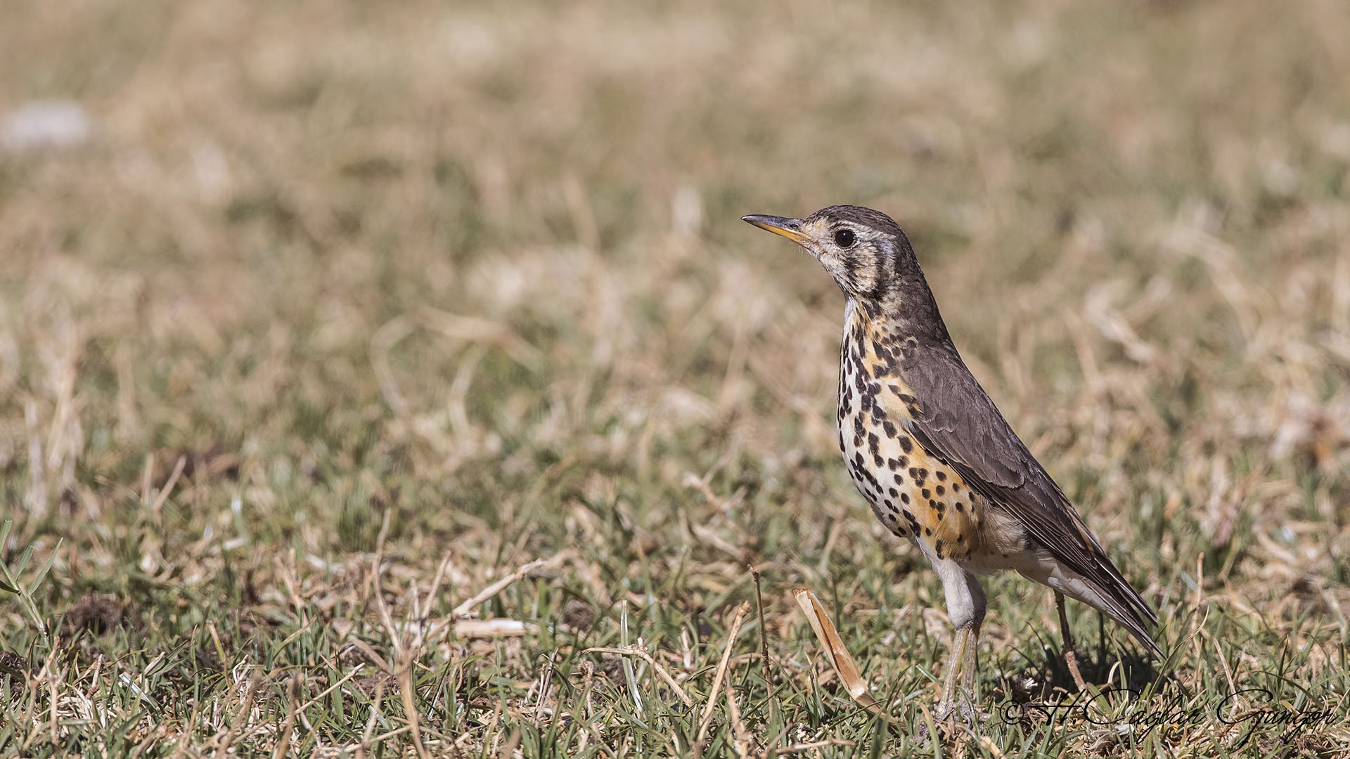 Groundscraper Thrush - Turdus litsitsirupa