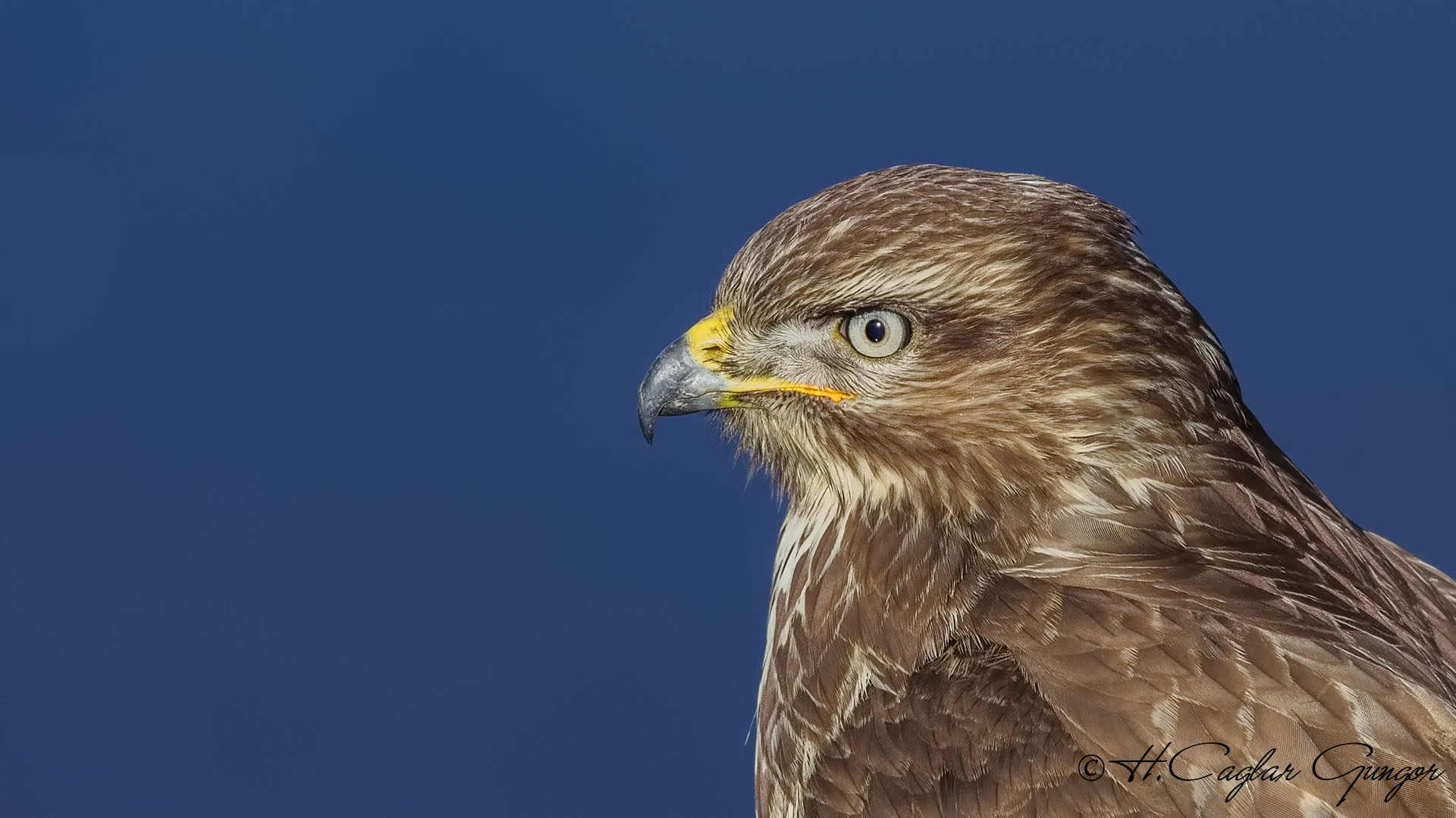 Common Buzzard - Buteo buteo - Şahin