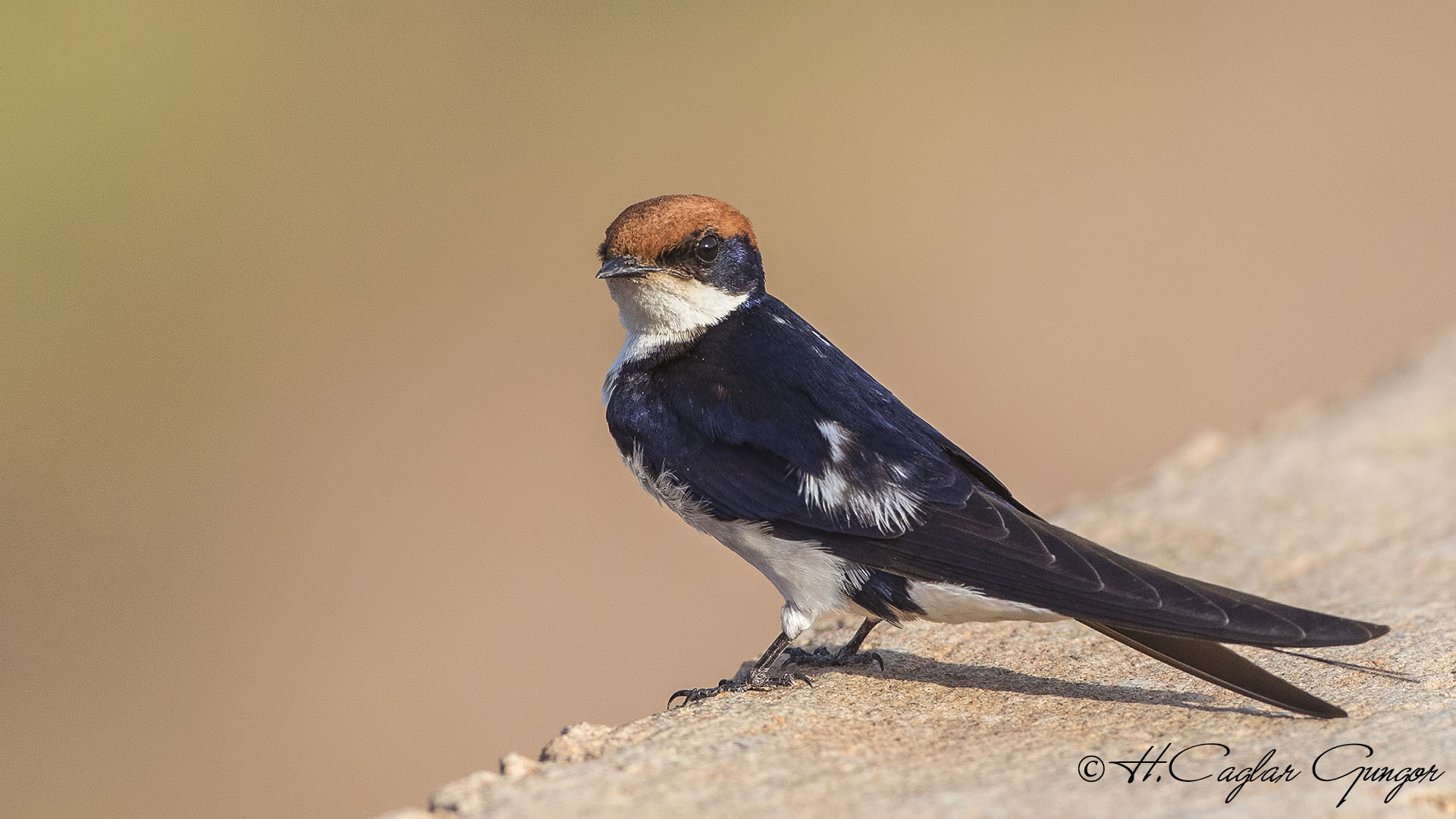Wire-tailed Swallow - Hirundo smithii - Tel kuyruklu kırlangıç
