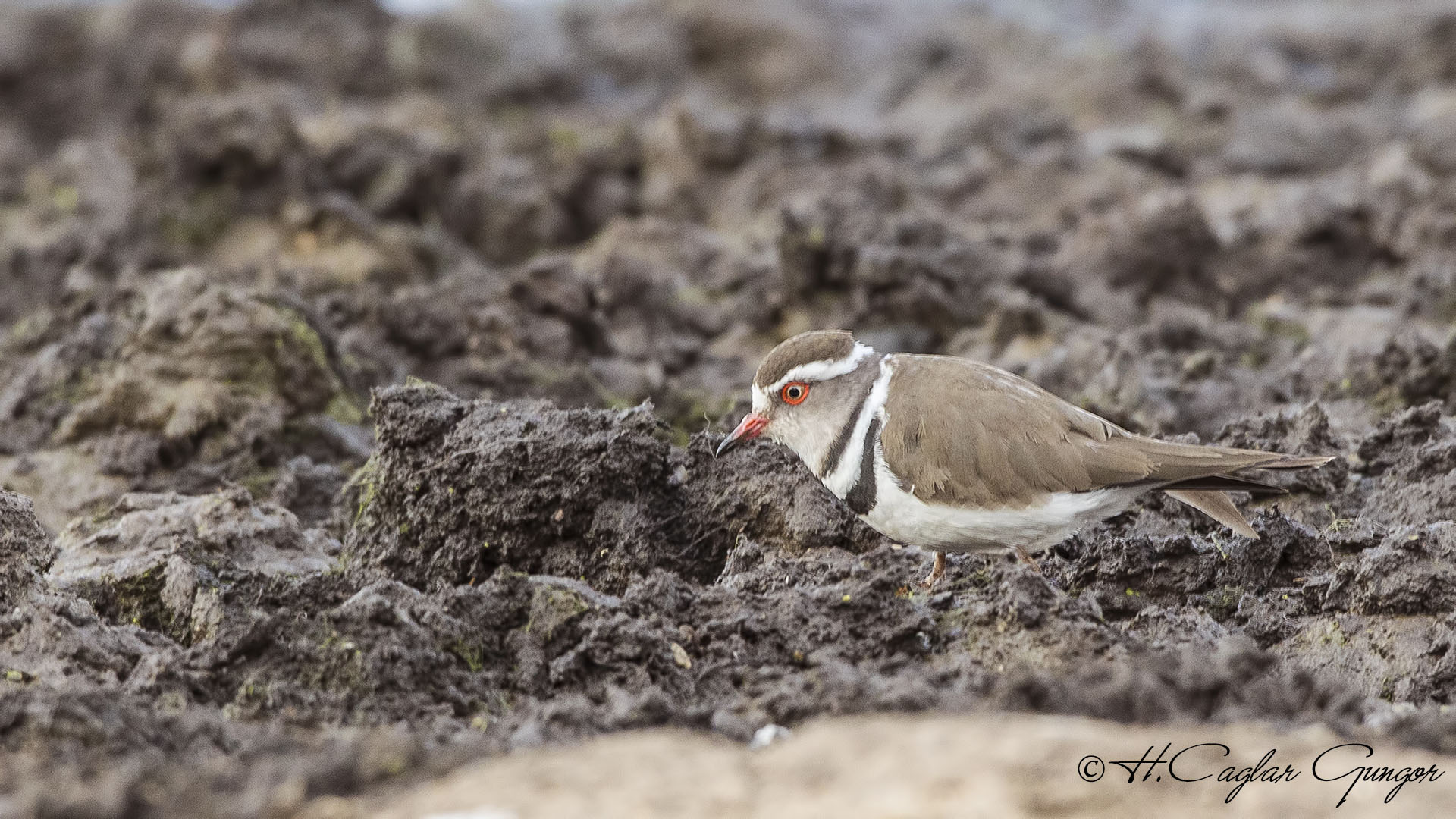 Three-banded Plover - Charadrius tricollaris - Üç halkalı cılıbıt