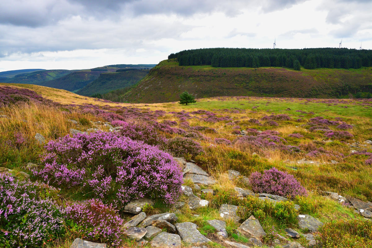 Rhigos Mountain and Pen-pych.
