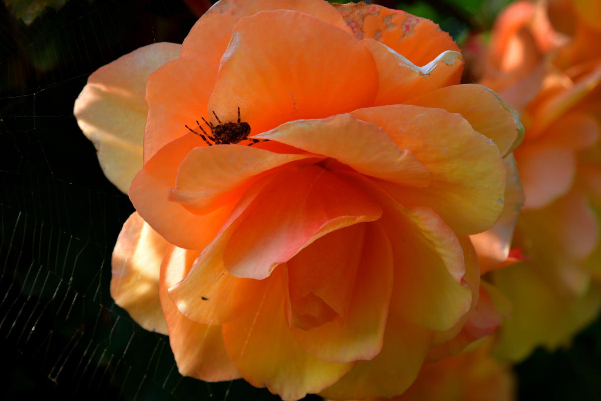 Spider and her perfumed home.