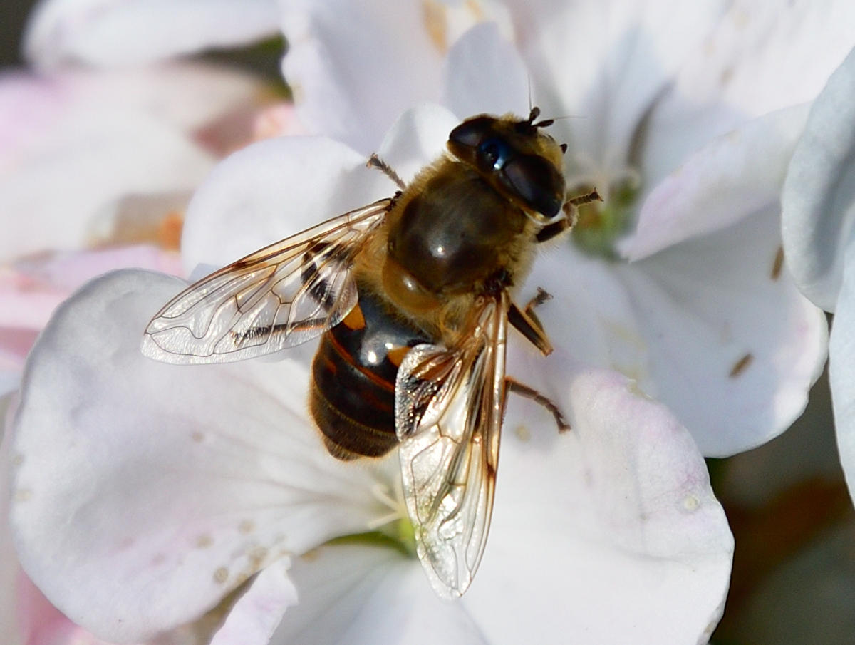 Honey Bee.
