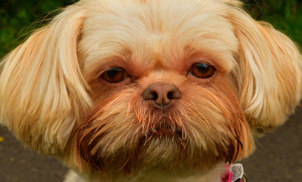 Got to love that face!