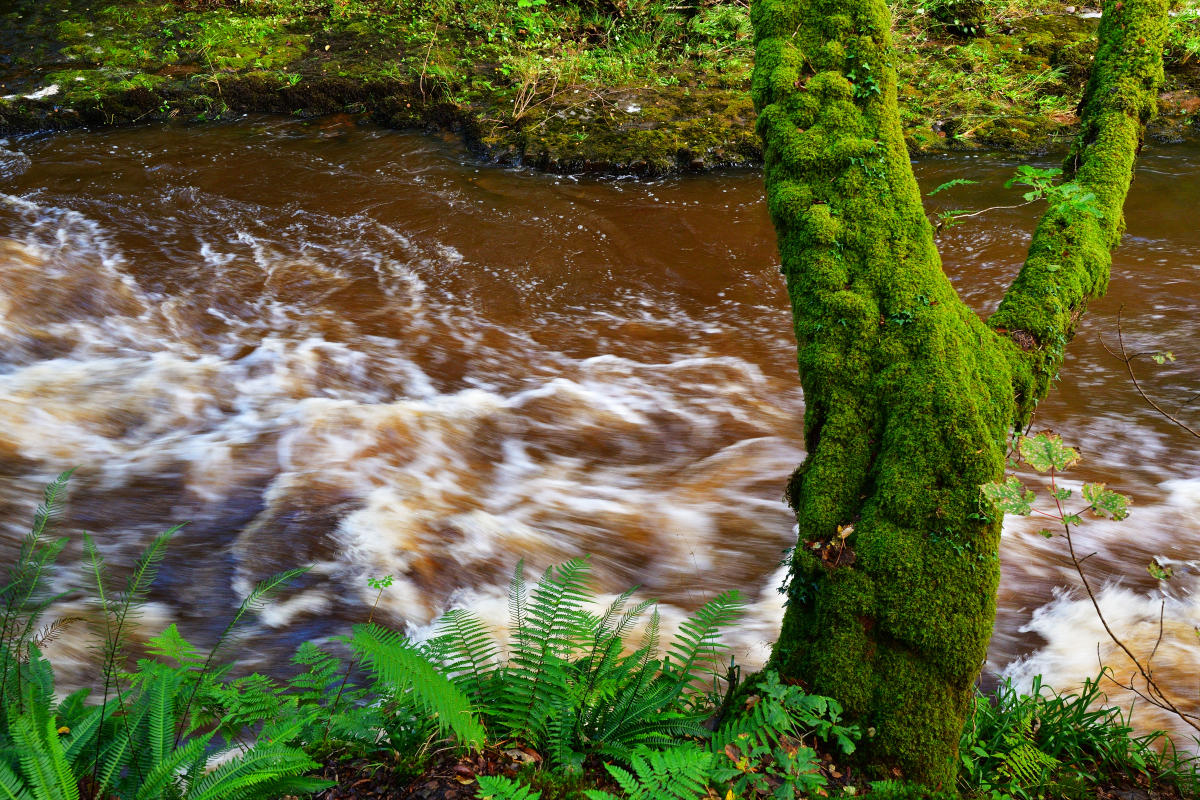 Moss covered tree, ferns and fast water.