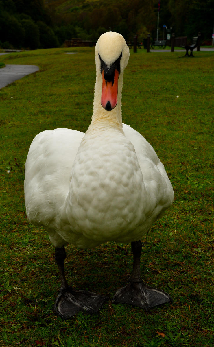 Staring right down the lens.