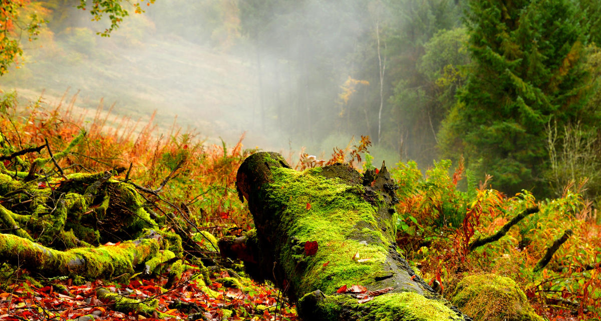 Darwonno mist.