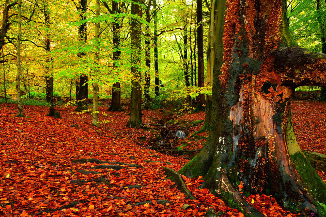Beechwood at Mountain Ash.