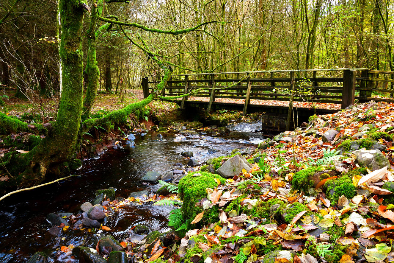 Nature walk bridge over Nant Gwinau, Llwyn-Onn.